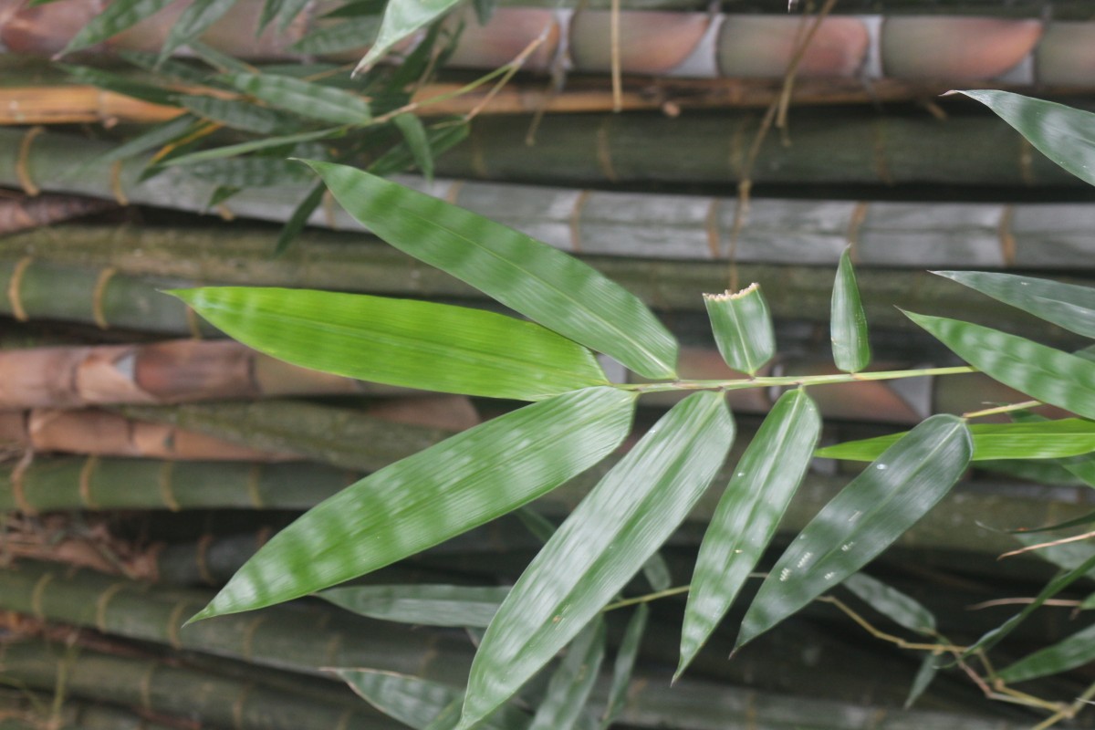 Dendrocalamus giganteus Munro